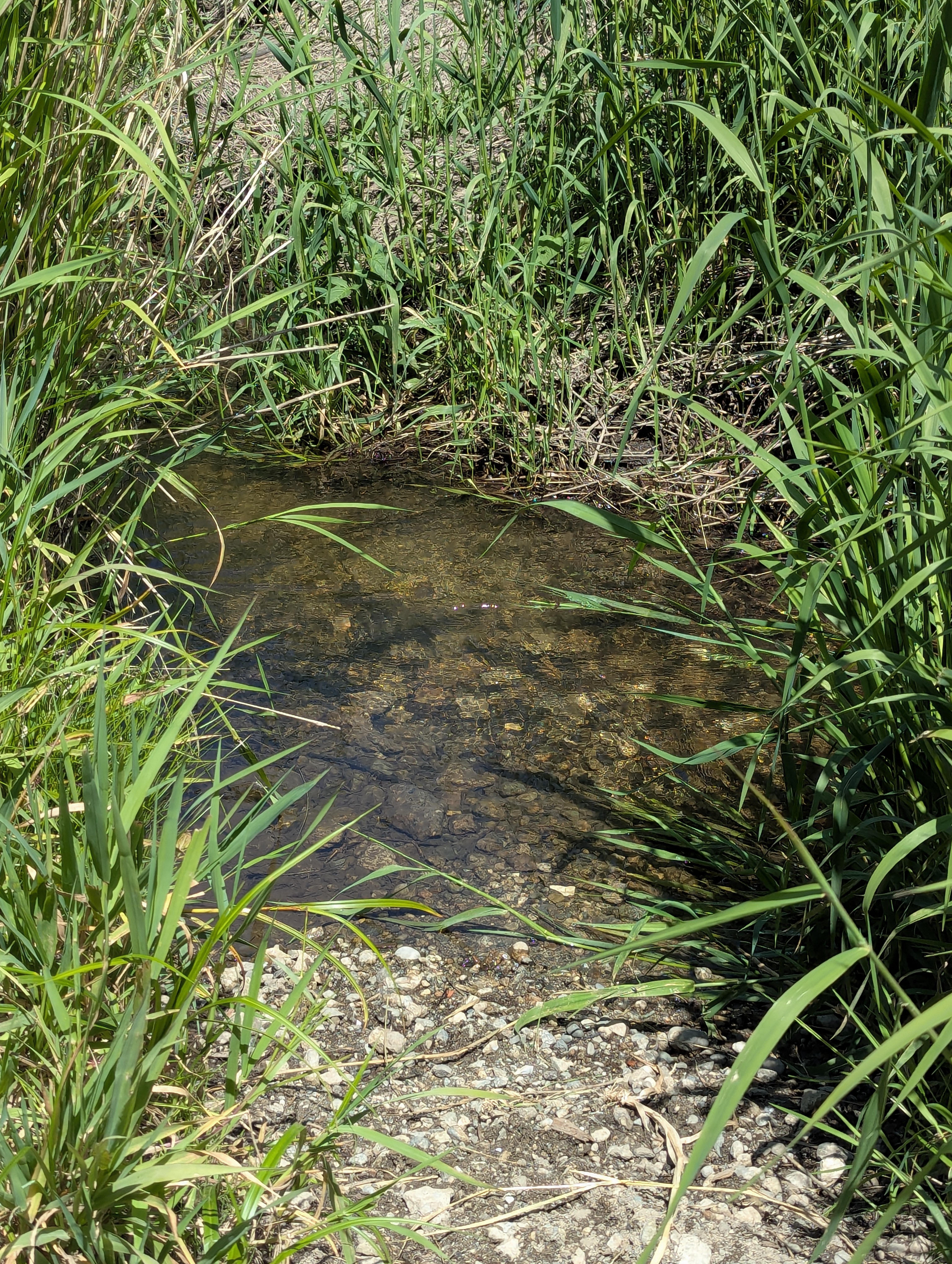 Birthday Trip to Canada, Delta, Burns Bog, Vancouver, British Columbia